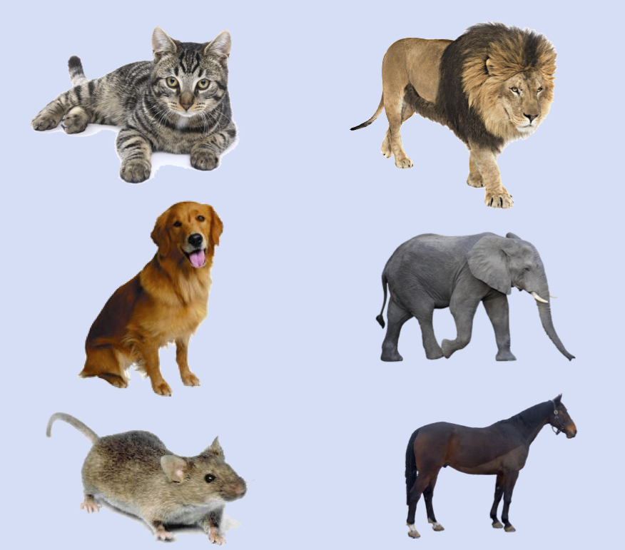 Selected Animals